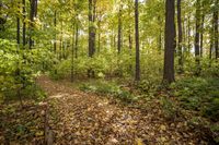 Lush Grass Surface: A Recreational Path Through Nature's Wonderland
