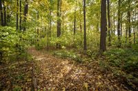 Lush Grass Surface: A Recreational Path Through Nature's Wonderland