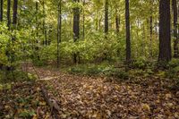Lush Grass Surface: A Recreational Path Through Nature's Wonderland