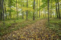 Lush Grass Surface in a Temperate Forest