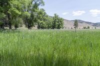 an area of grassland that is very lush and green with mountains in the background and trees in the foreground