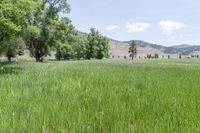 an area of grassland that is very lush and green with mountains in the background and trees in the foreground