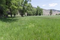 an area of grassland that is very lush and green with mountains in the background and trees in the foreground