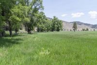 an area of grassland that is very lush and green with mountains in the background and trees in the foreground