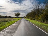 an empty rural road leads into a beautiful sunny day with a tree on the side