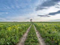 a dirt road leads to a field with yellow flowers in the foreground and dark blue skies