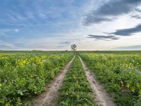 a dirt road leads to a field with yellow flowers in the foreground and dark blue skies