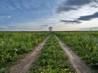 a dirt road leads to a field with yellow flowers in the foreground and dark blue skies