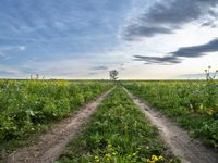 a dirt road leads to a field with yellow flowers in the foreground and dark blue skies