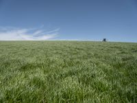 Lush Green Field in Rural Germany