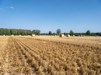 Lush Green Fields in Germany Agricultural