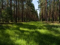 the large forest has tall grass in it and is in the foreground of the camera