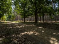 dirt path with trees along it in the background, surrounded by leaf - covered grass