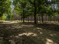 dirt path with trees along it in the background, surrounded by leaf - covered grass