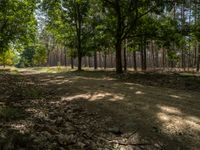 dirt path with trees along it in the background, surrounded by leaf - covered grass