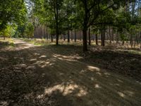 dirt path with trees along it in the background, surrounded by leaf - covered grass