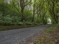 the empty road is winding through dense vegetation with thick trees on either side of it