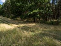 an empty wooded area with some tall grass and trees on the other side of it