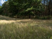 an empty wooded area with some tall grass and trees on the other side of it