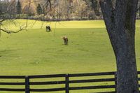 animals are grazing in the open pasture at this farm property in wintertime, and trees on the grass are bare