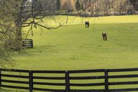 animals are grazing in the open pasture at this farm property in wintertime, and trees on the grass are bare