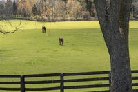 animals are grazing in the open pasture at this farm property in wintertime, and trees on the grass are bare