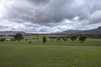 Lush Green Grass in Rural Park 001