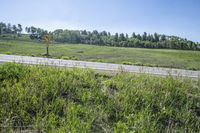 the grass is high at this roadside area, and the road sign stands in tall grass