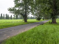 Lush Green Landscape in Bega Valley, New South Wales