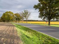 road passing through the countryside in the fall months and on to the road there are many trees with yellow flowers