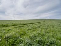 Lush Green Landscape in Berlin, Germany