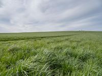 Lush Green Landscape in Berlin, Germany