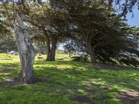 Lush Green Landscape in California, USA