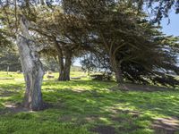 Lush Green Landscape in California, USA