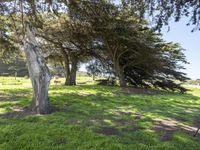 Lush Green Landscape in California, USA