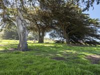 Lush Green Landscape in California, USA