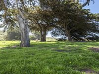 Lush Green Landscape in California, USA