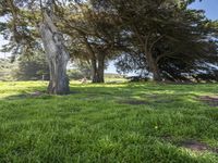 Lush Green Landscape in California, USA