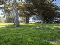 Lush Green Landscape in California, USA