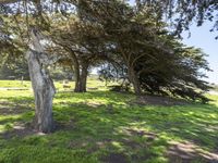 Lush Green Landscape in California, USA