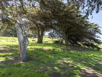 Lush Green Landscape in California, USA