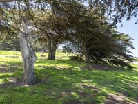 Lush Green Landscape in California, USA