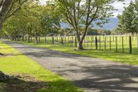 herd of sheep grazing in a lush green field next to a tree lined road with a wooden fence