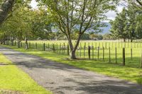 herd of sheep grazing in a lush green field next to a tree lined road with a wooden fence