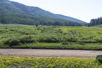 Lush Green Landscape in Colorado Crested Butte