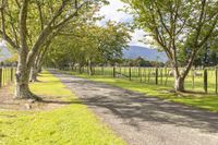 a dirt road in a pasture with grass and trees in the background with the sun coming through