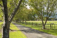 a fenced pasture with sheep grazing along the road and trees along the road and on both sides