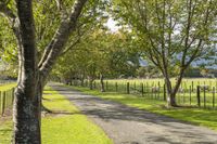 a fenced pasture with sheep grazing along the road and trees along the road and on both sides