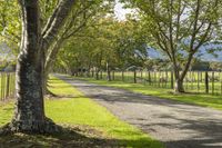 a fenced pasture with sheep grazing along the road and trees along the road and on both sides