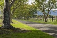 a fenced pasture with sheep grazing along the road and trees along the road and on both sides